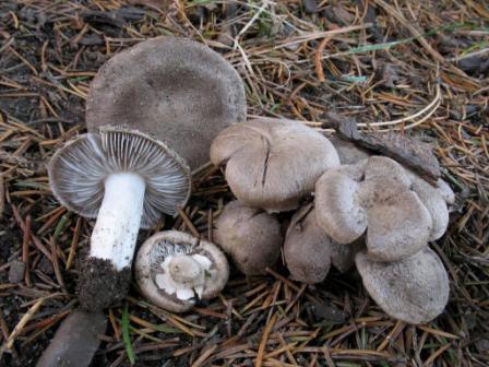   Tricholoma terreum